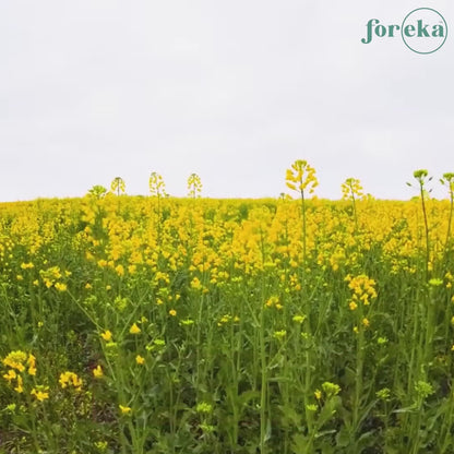 Foreka Wood Pressed Yellow Mustard Oil - 5L